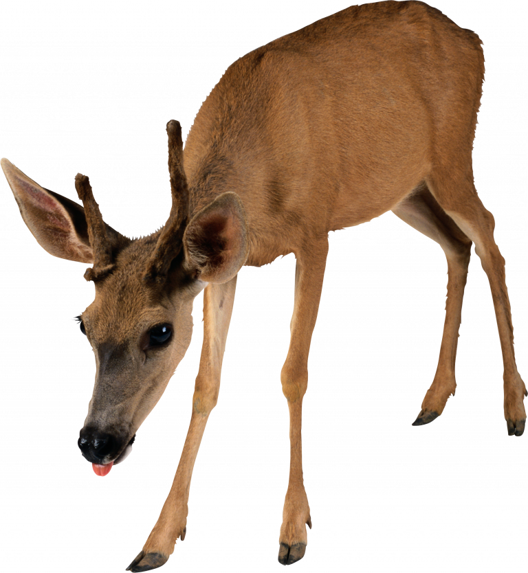 fawn 桌布 壁紙 — 一隻帶有小鹿角的年輕鹿站在黑色背景前，伸出少許舌頭，擺出好奇的姿勢。