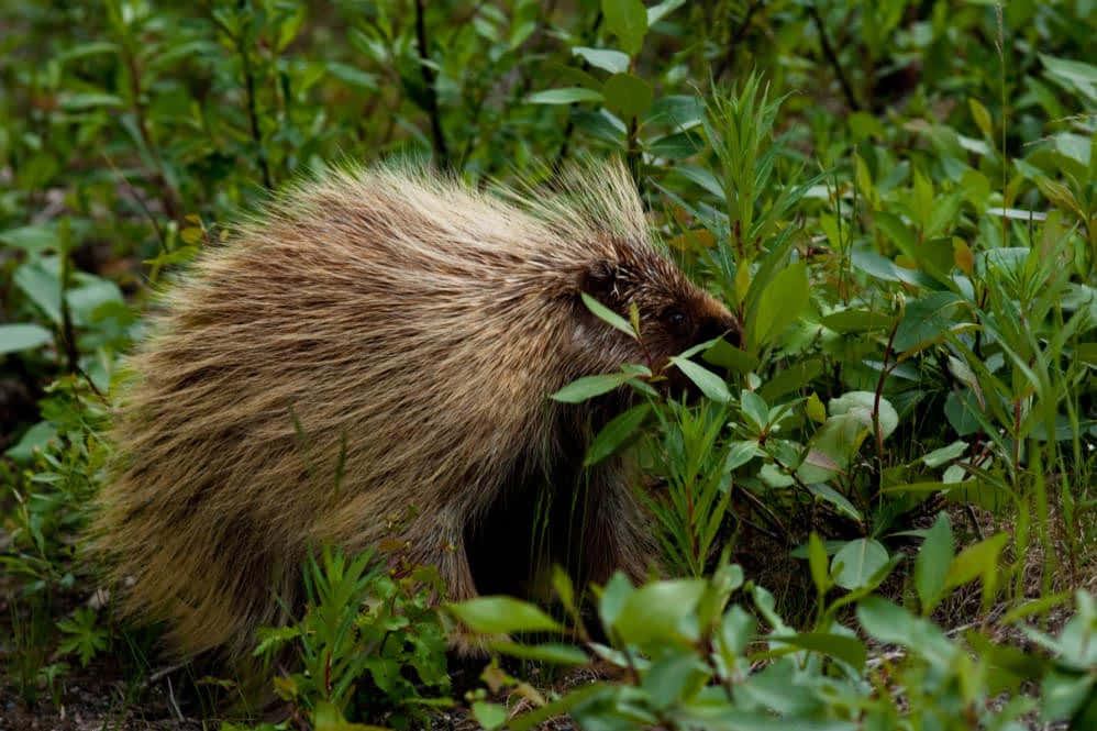 Porcupine 桌布 壁紙 — 一隻帶有尖刺和棕色毛髮的豪豬在茂密的森林灌木叢中，在茂盛的綠色樹葉間覓食。