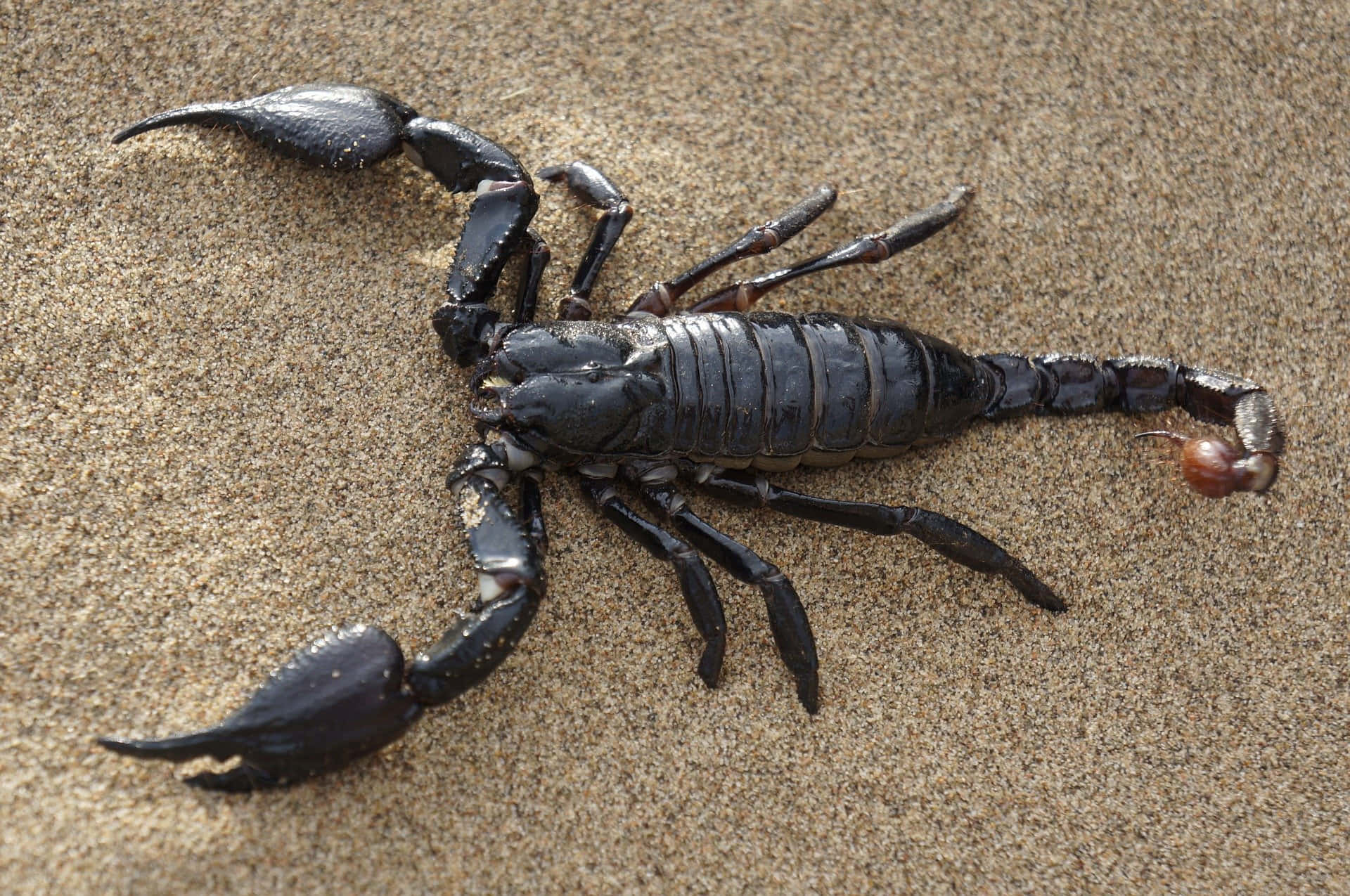 scorpion 桌布 壁紙 — 一隻帶有彎曲尾巴和大鉗子的光澤黑色蠍子，停留在有紋理的棕褐色沙子上。