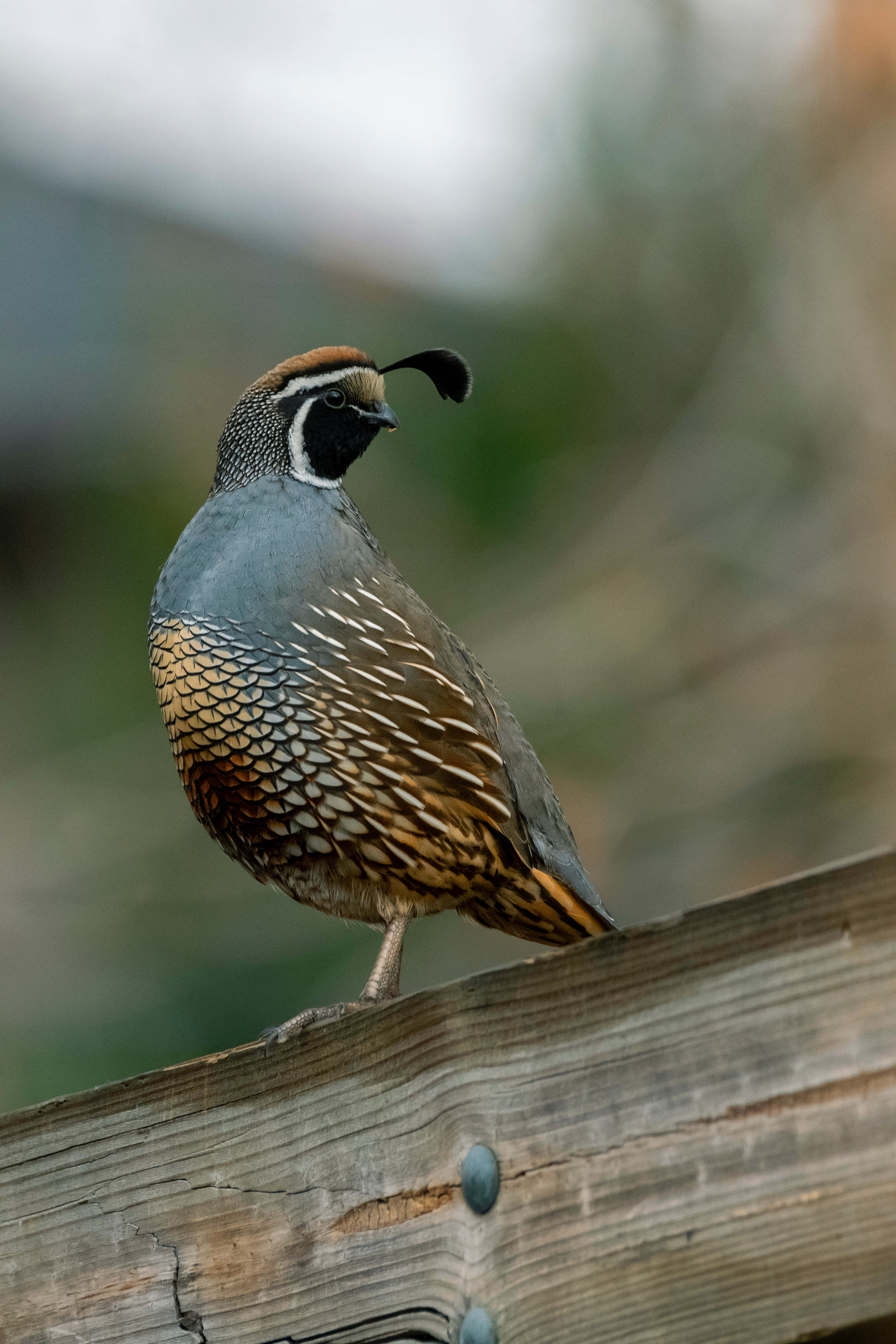 Quail 桌布 壁紙 — 一隻帶有彎曲黑色冠羽的鵪鶉警覺地棲息在風化的木柵欄欄杆上。