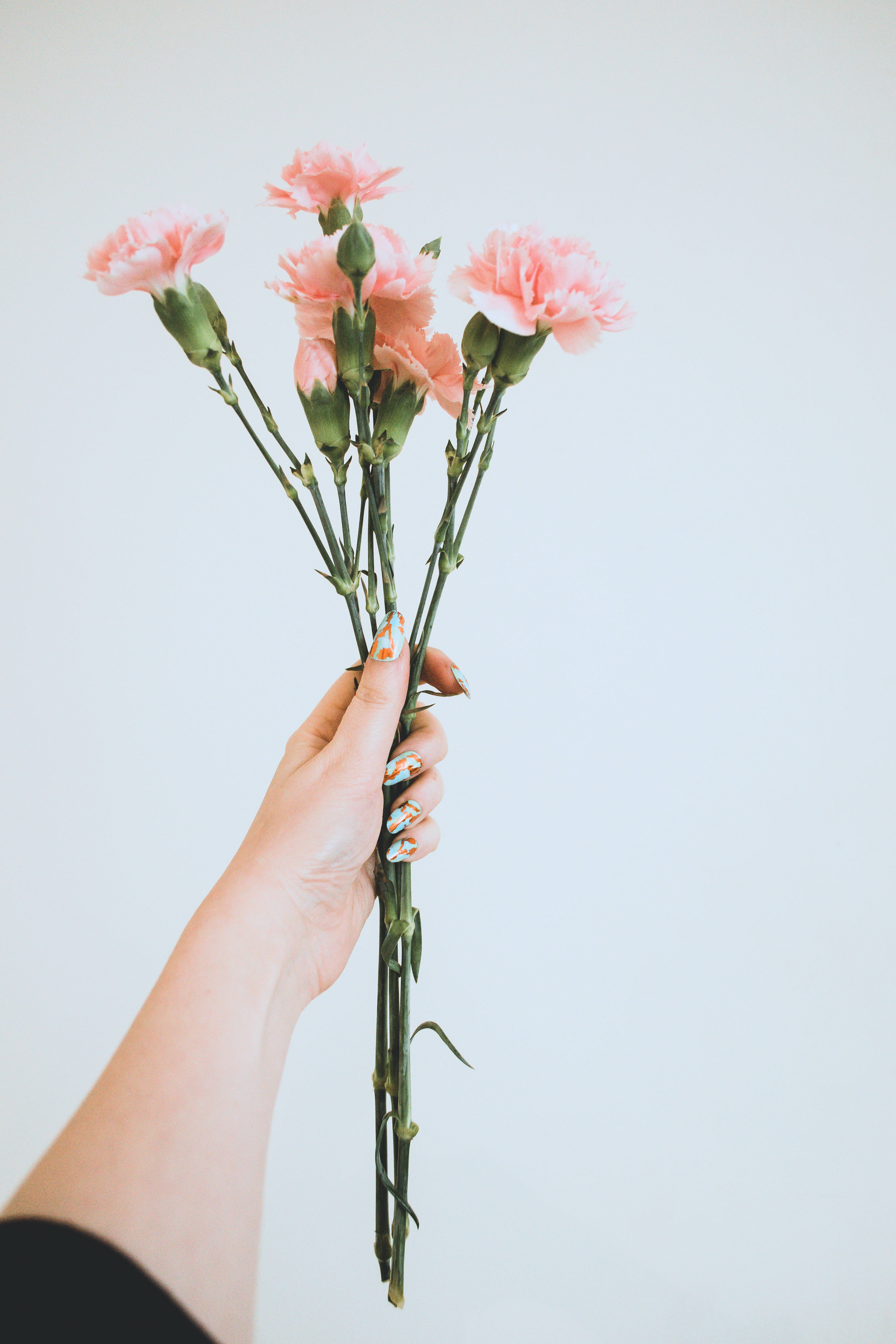 Flowers 桌布 壁紙 — 一隻帶有彩色美甲的手，在純淺灰色背景前拿著一束柔和的粉紅色康乃馨。