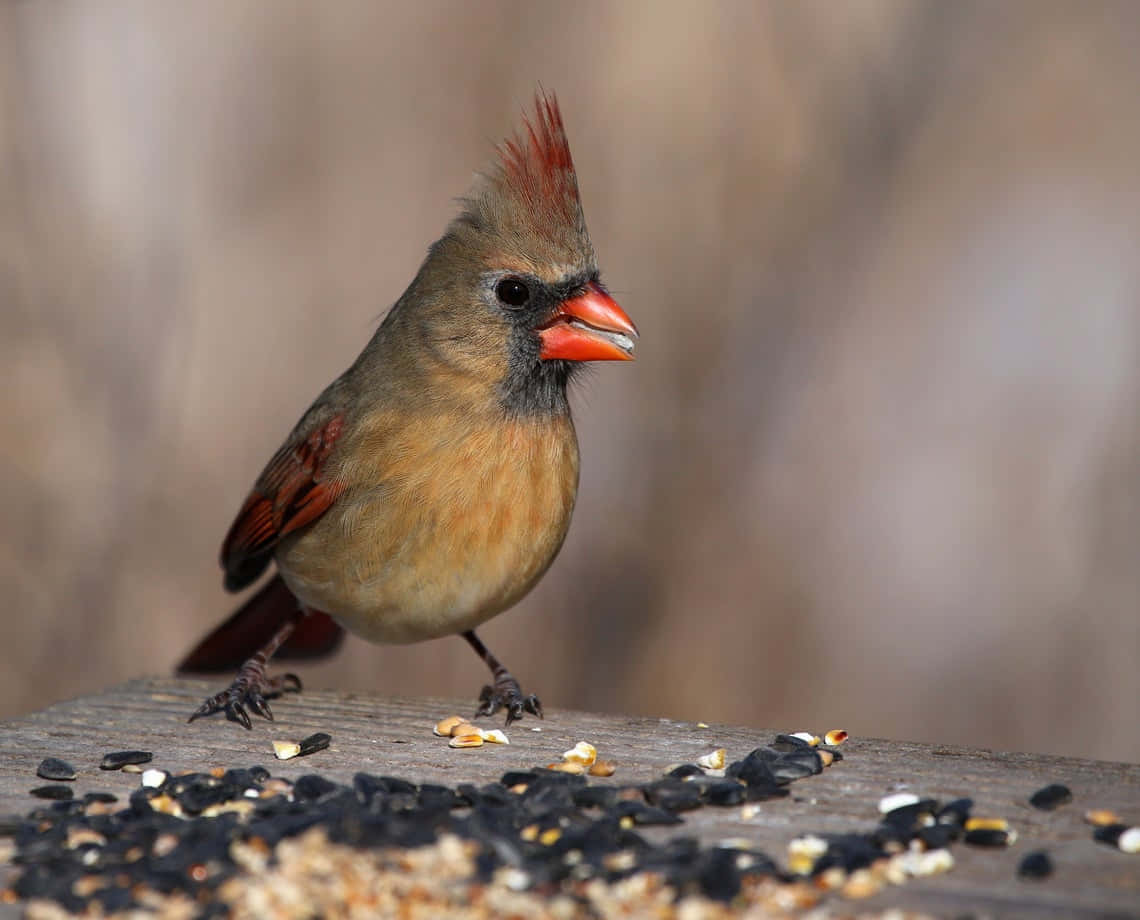 Cardinal 桌布 壁紙 — 一隻帶有微紅色冠和喙的雌性紅衣主教棲息在散落鳥食的木質表面上。