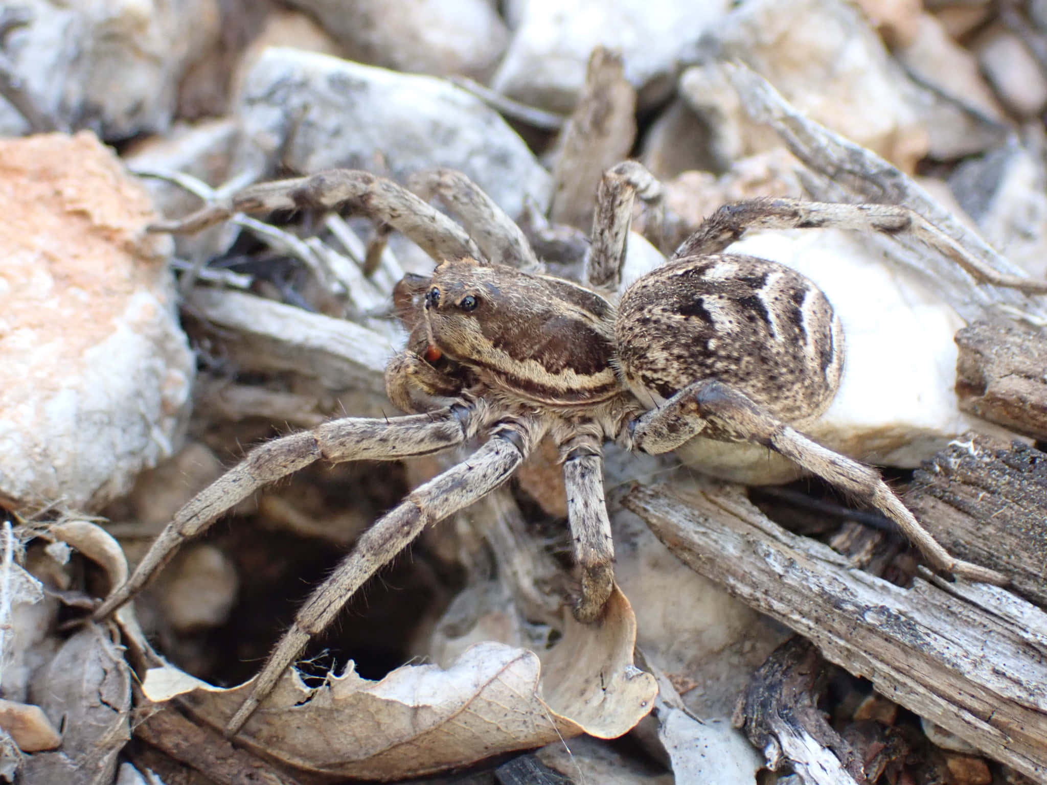 Wolf Spider 桌布 壁紙 — 一隻帶有斑駁棕色和灰色斑紋的大型狼蛛警覺地棲息在乾葉和灰色岩石之間。