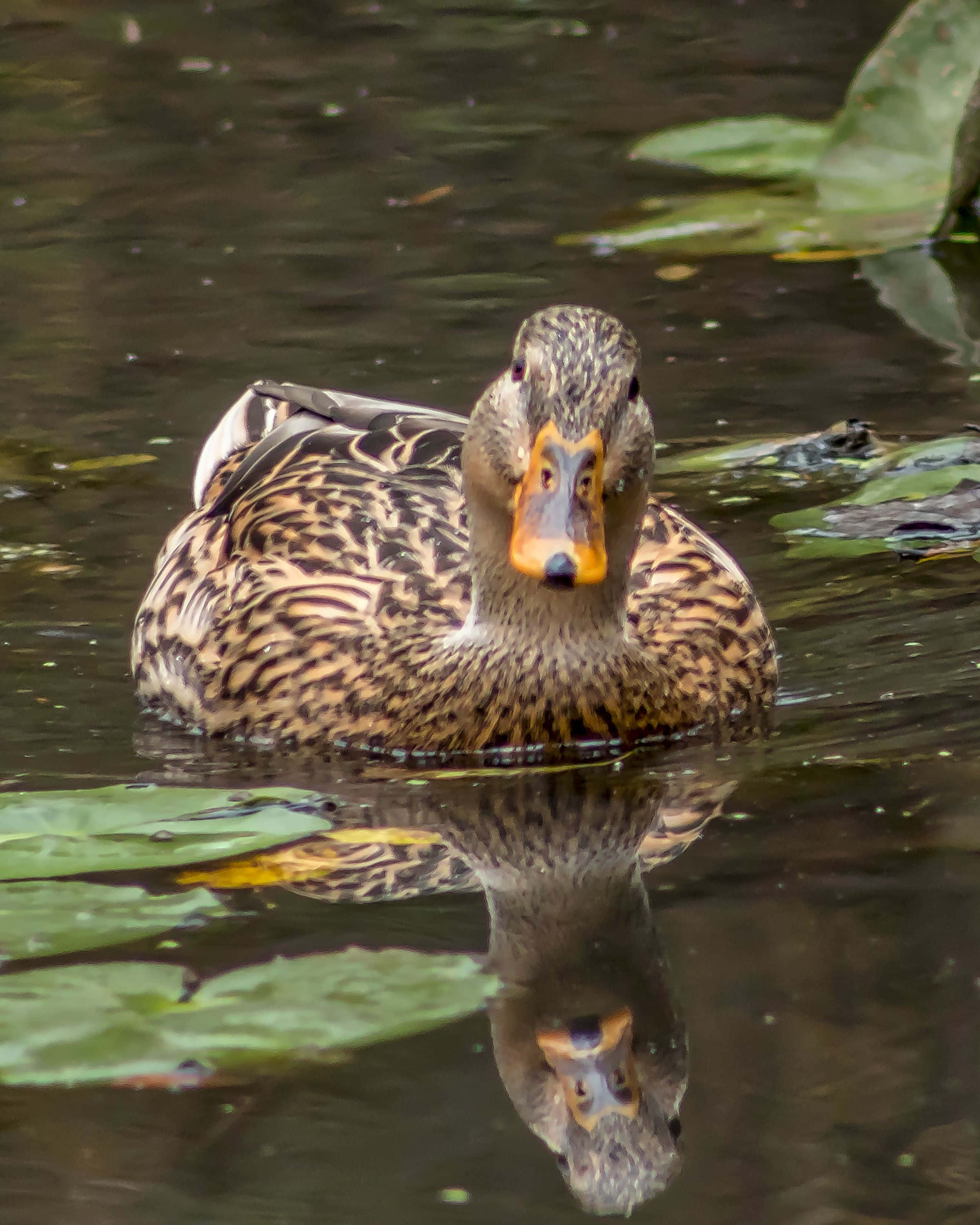 Mallard Duck 桌布 壁紙 — 一隻帶有斑駁棕色羽毛的綠頭鴨在黑暗的水面上平靜地漂浮，周圍環繞著綠色睡蓮葉。