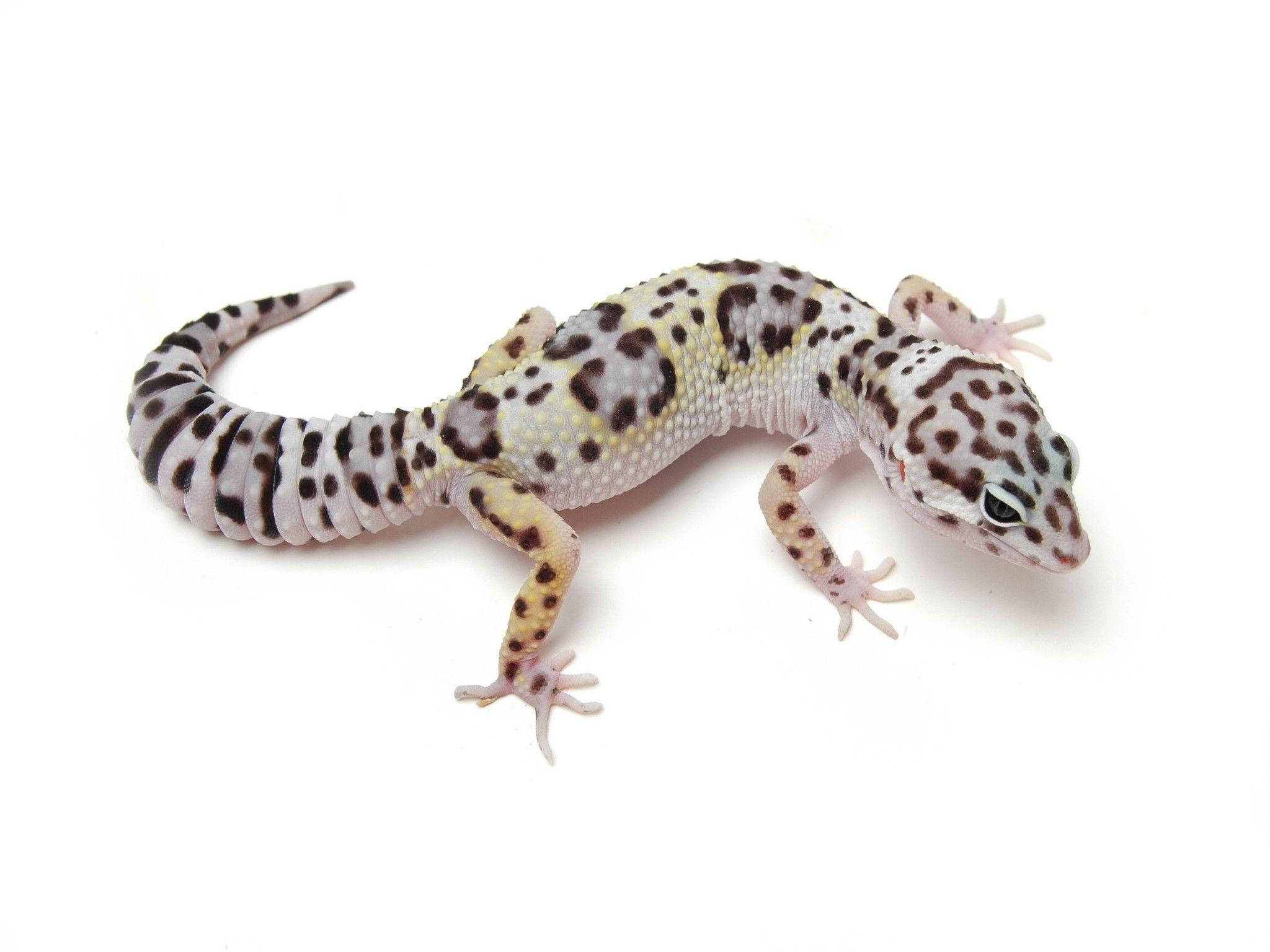 Leopard Gecko 桌布 壁紙 — 一隻帶有斑點圖案的豹紋守宮在純白色背景上休息，展示出詳細的鱗片和四肢。