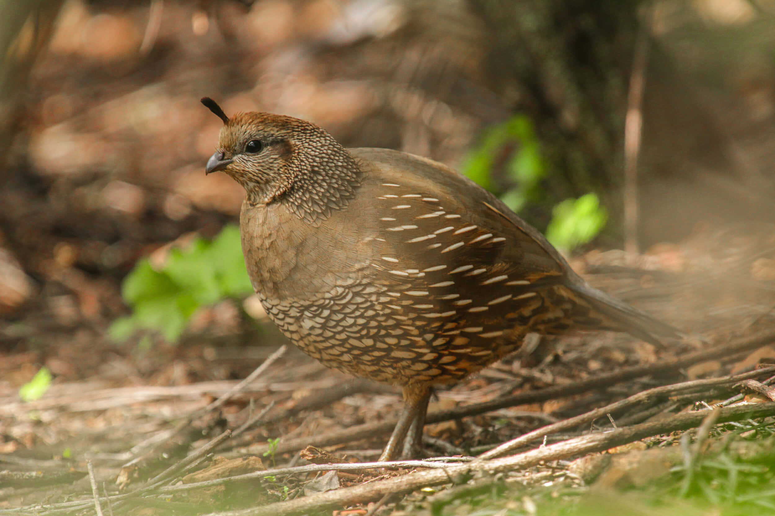 Quail 桌布 壁紙 — 一隻帶有斑點棕色羽毛的鵪鶉警覺地站在森林地面的樹枝和斑駁陽光中。