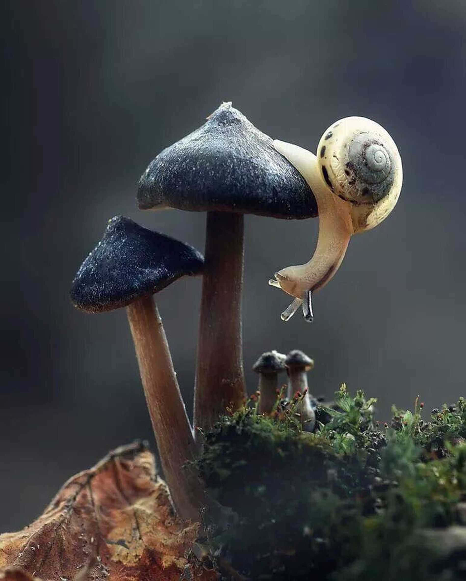 Mushroom Phone 桌布 壁紙 — 一隻帶有斑點殼的蝸牛在長滿苔蘚的森林地面場景中攀爬深色蘑菇。