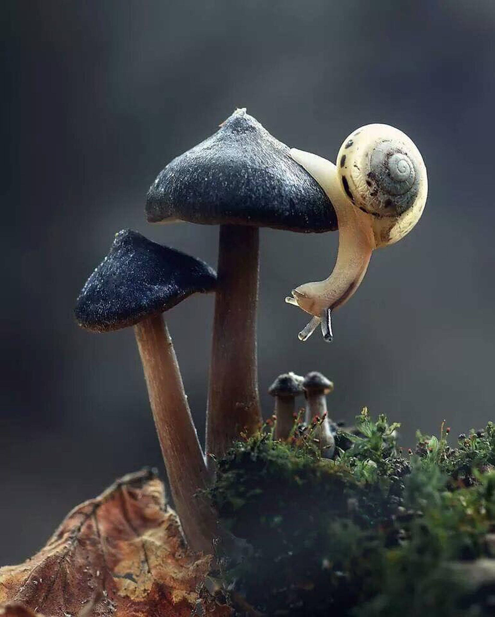 Mushroom Aesthetic 桌布 壁紙 — 一隻帶有斑點殼的蝸牛在長滿苔蘚的森林地面場景中爬上一朵深色蘑菇。