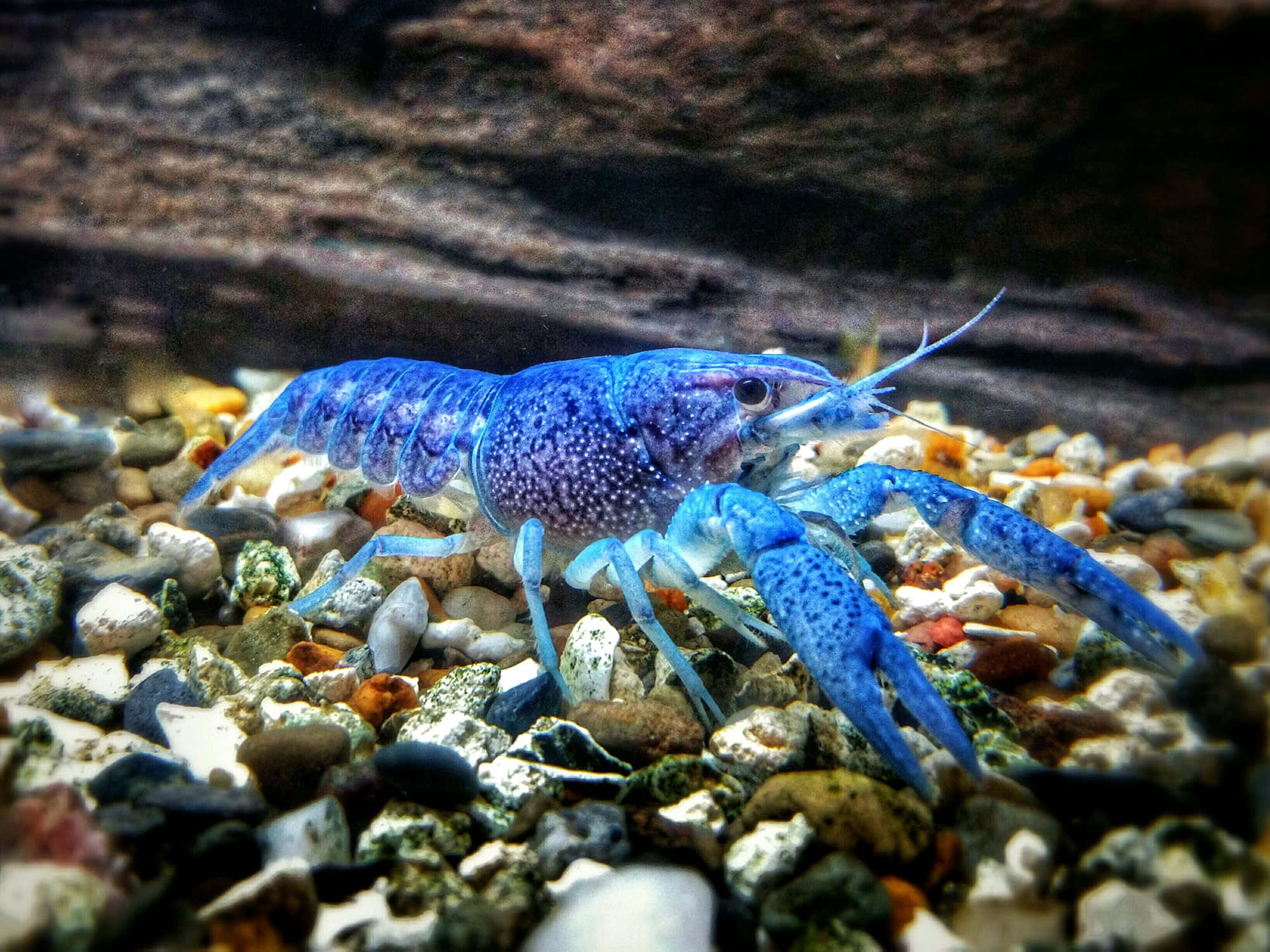 Lobster 桌布 壁紙 — 一隻帶有斑點殼的鮮藍色小龍蝦在清澈的水族箱中爬過彩色鵝卵石。