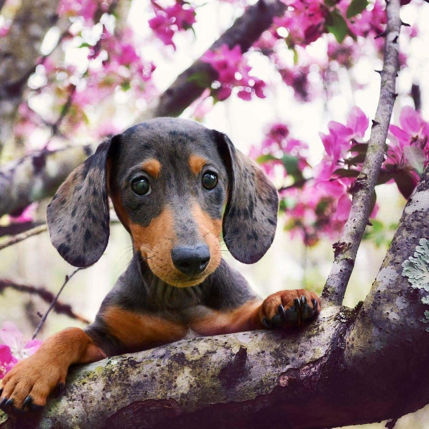 Dachshund Puppy 桌布 壁紙 — 一隻帶有斑點毛的臘腸犬幼犬在開滿粉紅色花朵的樹枝上休息。