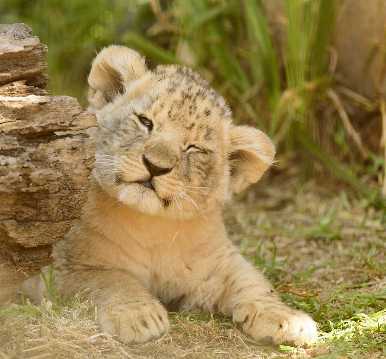 Baby Lion 桌布 壁紙 — 一隻帶有斑點皮毛的睏倦小獅子，在陽光照耀的草地上靠著一根風化的木頭休息。