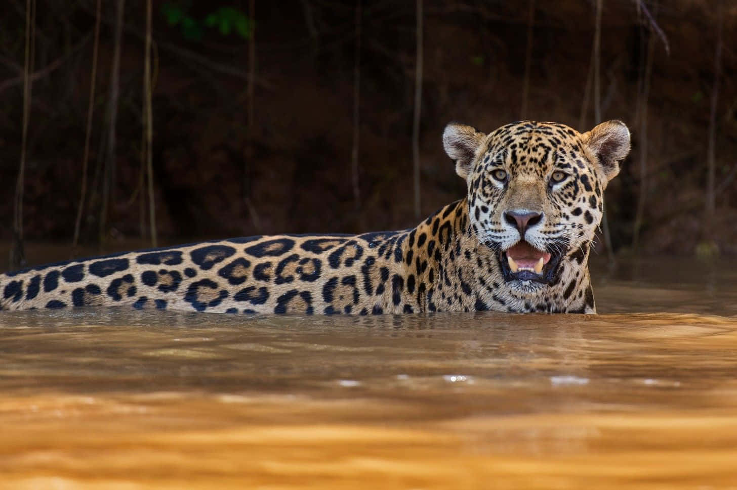 Jaguar 桌布 壁紙 — 一隻帶有斑點皮毛的美洲豹從叢林渾濁的水中浮現，張開嘴巴，表情兇猛。