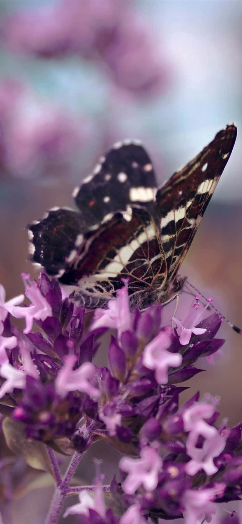 Purple Butterfly iPhone 桌布 壁紙 — 一隻帶有斑點翅膀的黑白蝴蝶，在柔和模糊的背景襯托下，優雅地棲息在鮮豔的紫色花朵上。