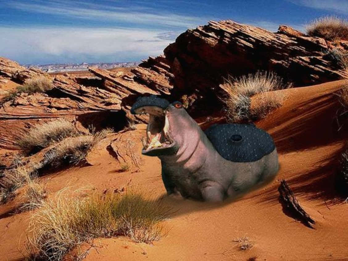 Desert 桌布 壁紙 — 一隻帶有星空黑色外殼的超現實河馬在藍天下被太陽曬烤的沙漠峽谷中咆哮。