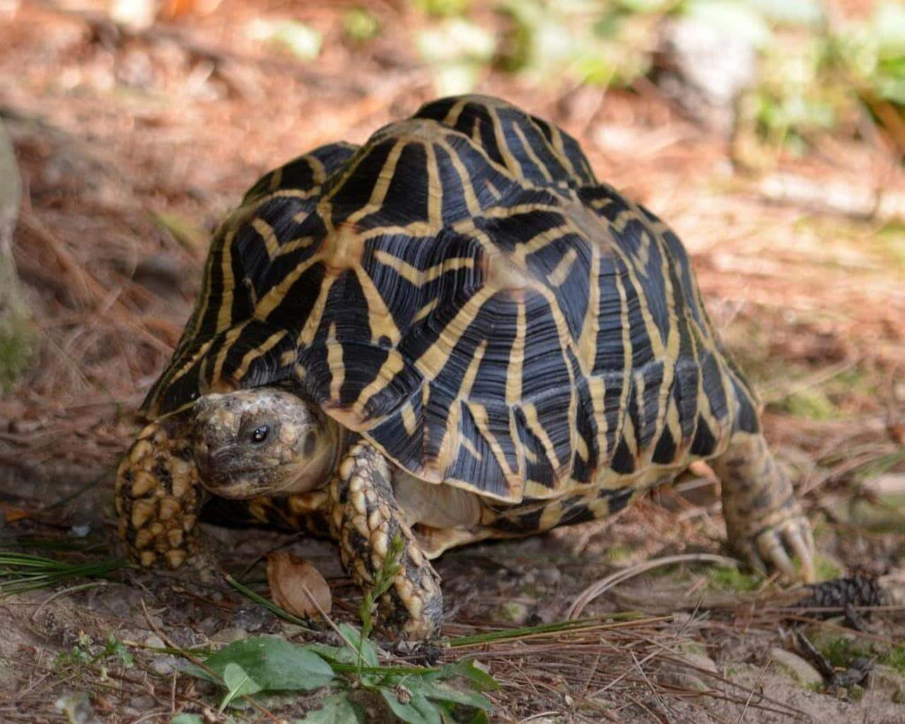 tortoise 桌布 壁紙 — 一隻帶有星紋的印度星龜緩慢地走過散落著乾松針和綠葉的森林地面。