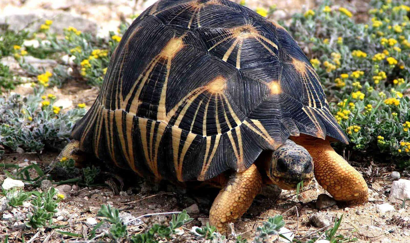 tortoise 桌布 壁紙 — 一隻帶有星紋的輻射龜漫步在黃色野花和綠色灌木叢中。