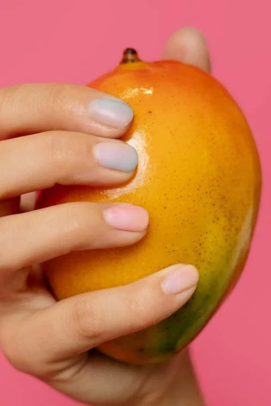 Mango 桌布 壁紙 — 一隻帶有柔和色調指甲的手，溫柔地捧著一個成熟的芒果，襯托著充滿活力的粉紅色背景。
