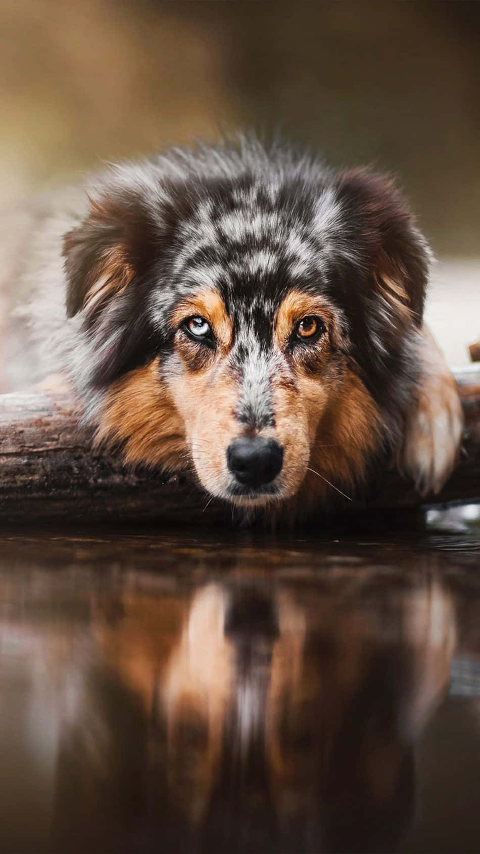 動物 桌布 壁紙 — 一隻帶有梅爾花紋、眼睛引人注目的狗，將頭擱在水面平靜、倒映著牠臉龐的木頭上，特寫鏡頭。