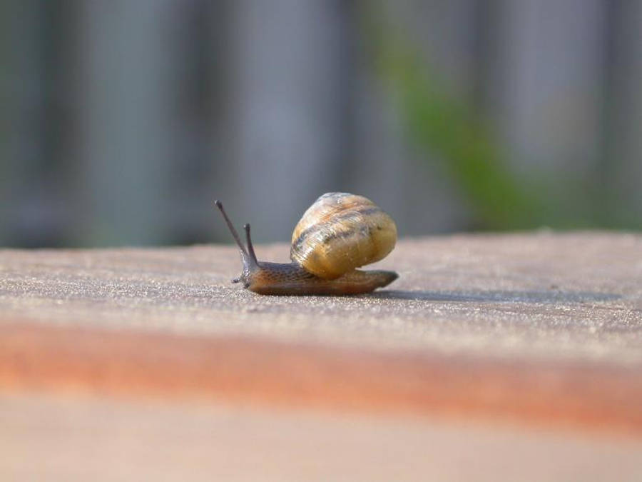 Snail 桌布 壁紙 — 一隻帶有條紋殼的棕色蝸牛在明亮的陽光下緩慢爬行在紋理木質表面上的特寫。