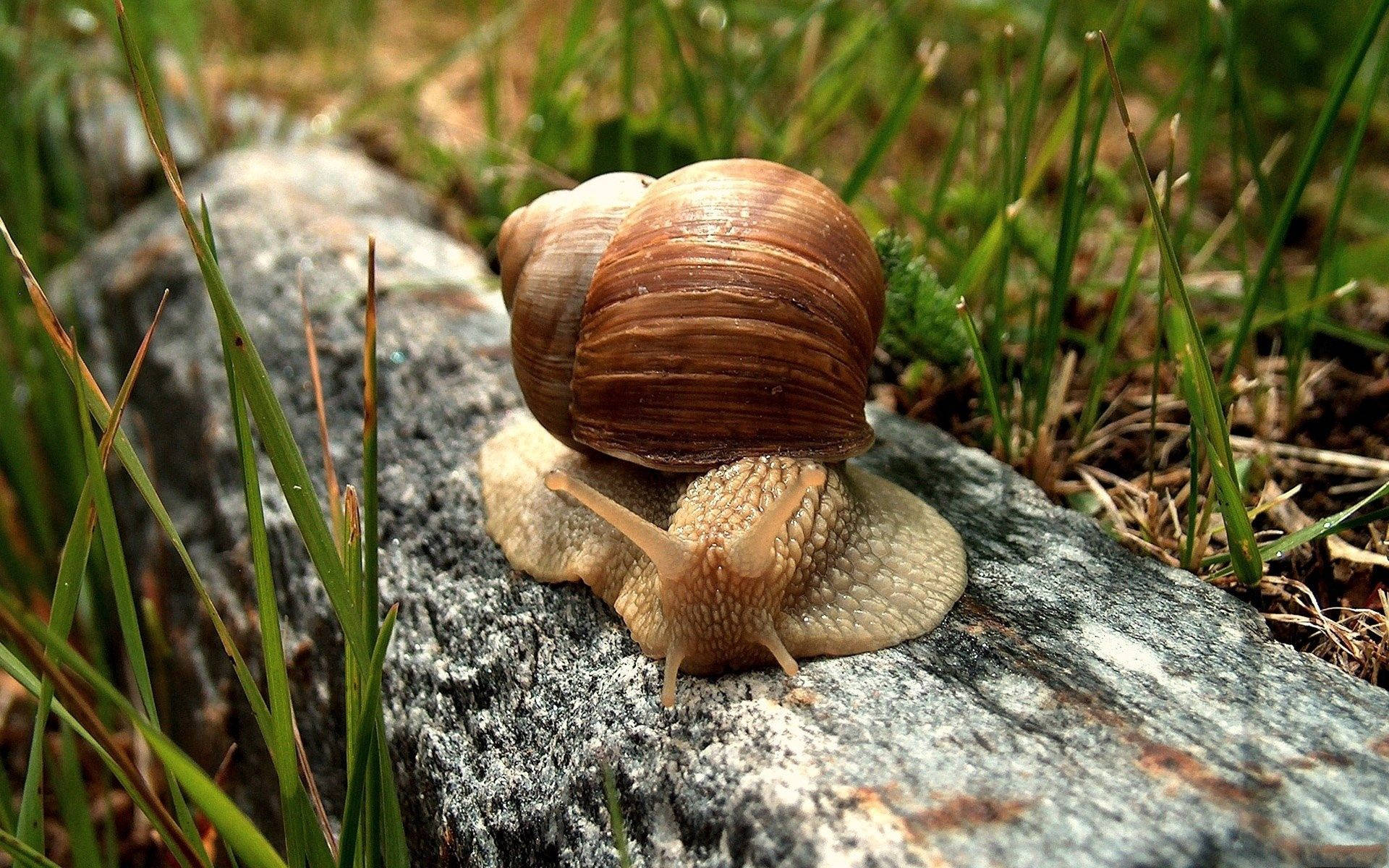 Snail 桌布 壁紙 — 一隻帶有條紋殼的棕色蝸牛在灰色岩石上緩慢爬行，周圍環繞著綠色草地的特寫。