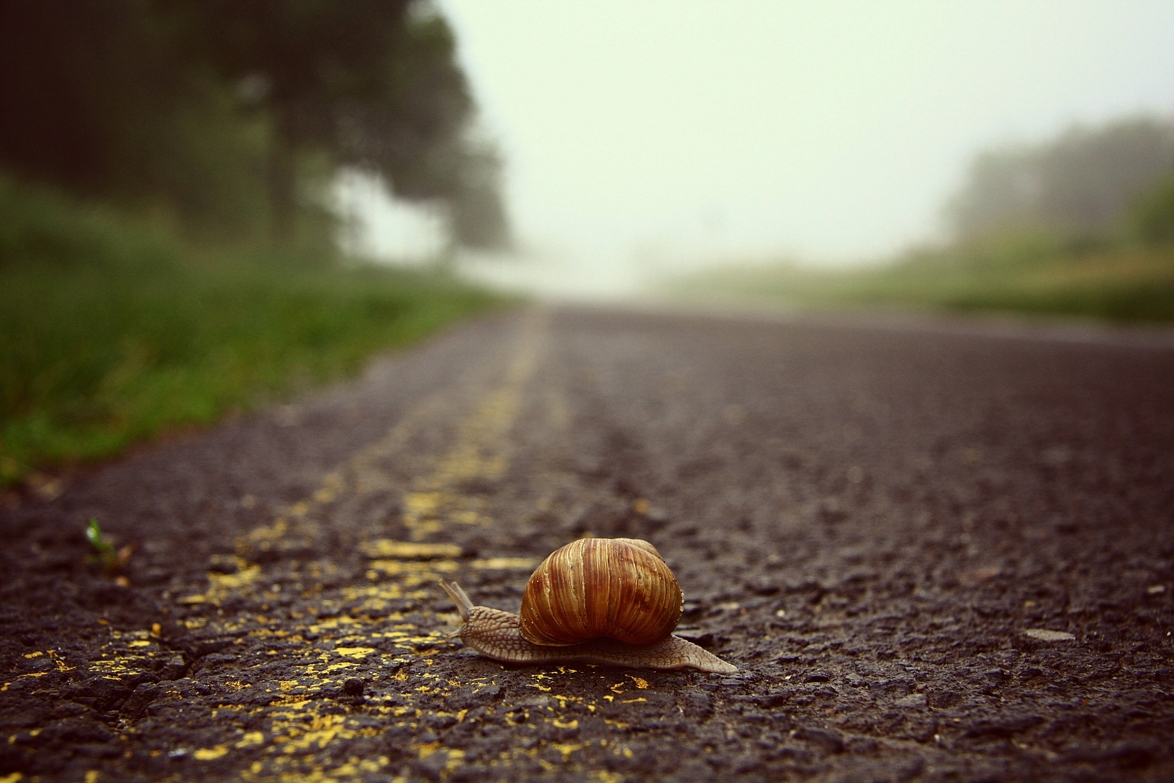 Snail 桌布 壁紙 — 一隻帶有條紋殼的蝸牛在潮濕的瀝青路上緩慢爬行，路邊是模糊的綠植，天空朦朧。