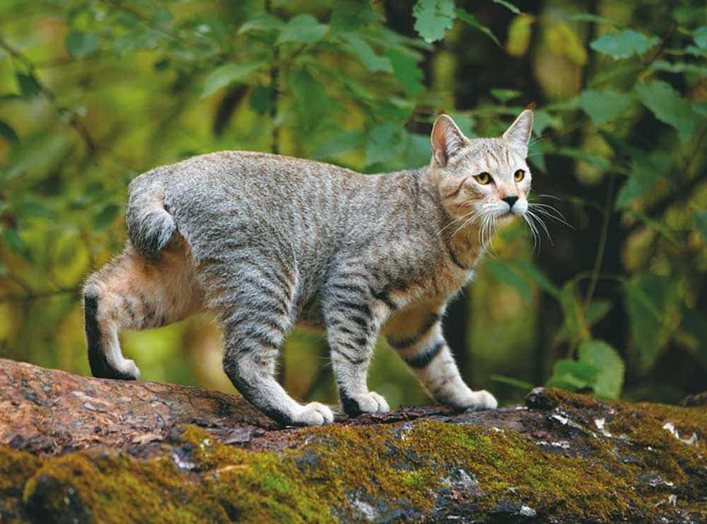 Pixie-bob Cat 桌布 壁紙 — 一隻帶有條紋皮毛的野生短尾貓在茂密綠色森林中長滿苔蘚的木頭上警覺地站立。