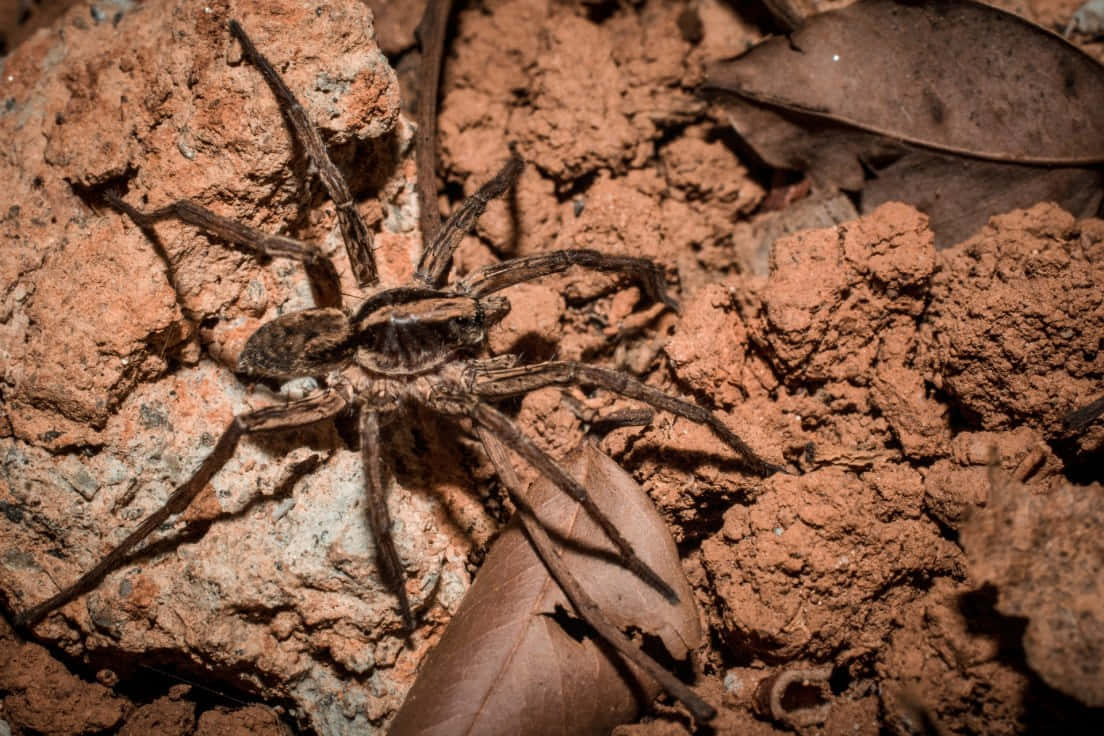 Wolf Spider 桌布 壁紙 — 一隻帶有條紋腿的大型狼蛛在紅褐色泥土上、乾葉之間休息。