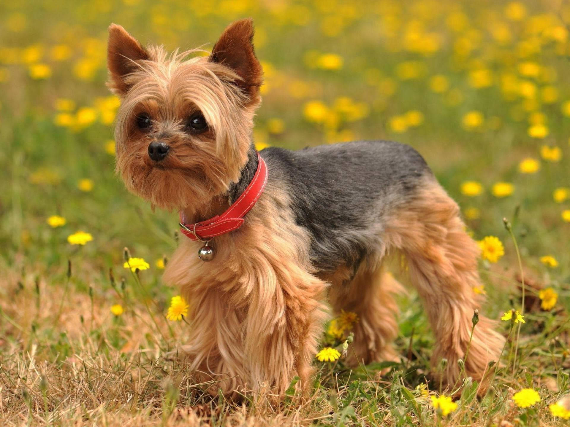 yorkie 桌布 壁紙 — 一隻帶有棕灰色毛髮的約克夏㹴，在陽光明媚的黃色蒲公英田野中警覺地站立，戴著紅色項圈。