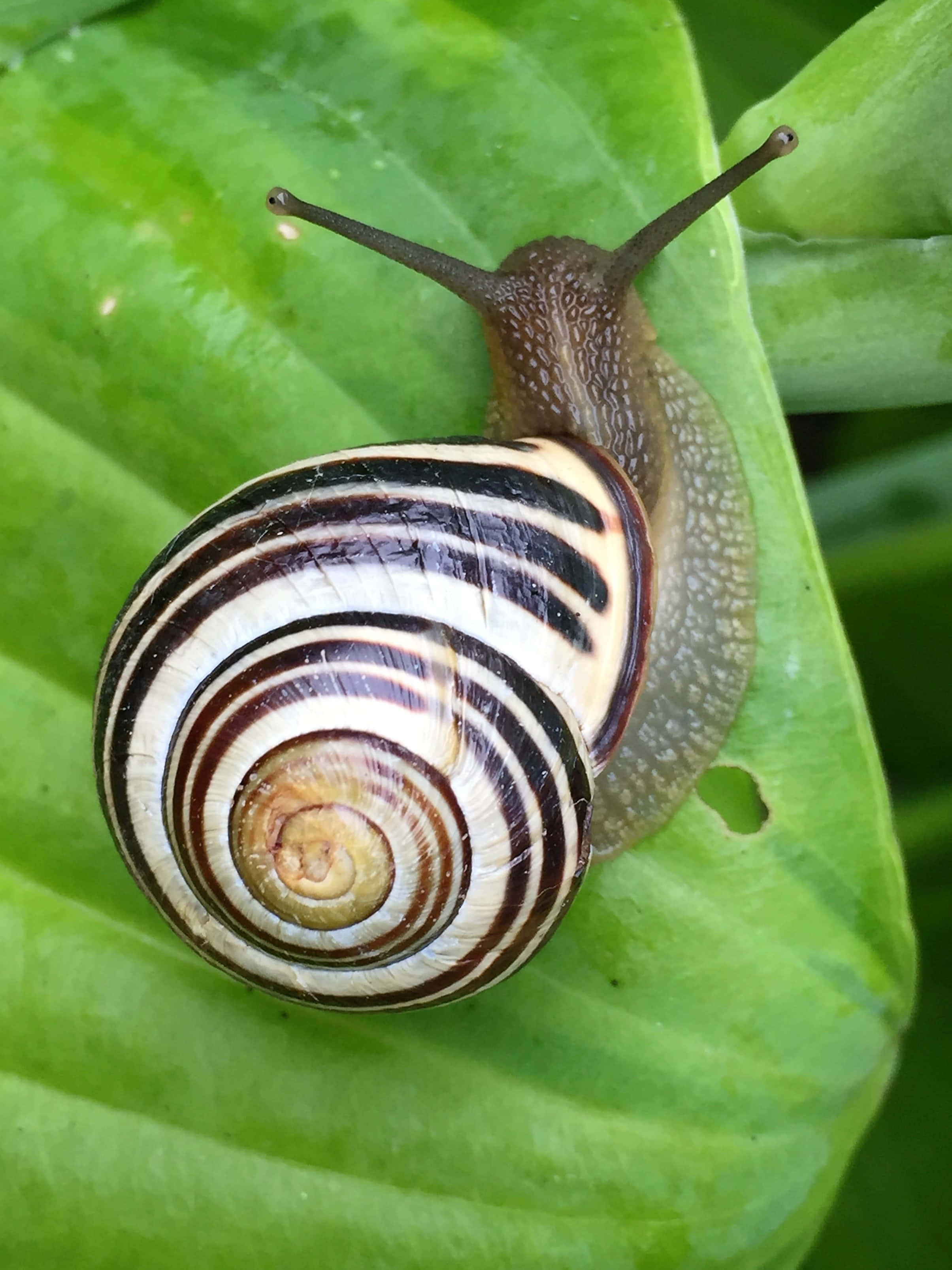 Snail 桌布 壁紙 — 一隻帶有棕色和奶油色殼的條紋蝸牛在鮮綠色葉子上爬行的特寫。