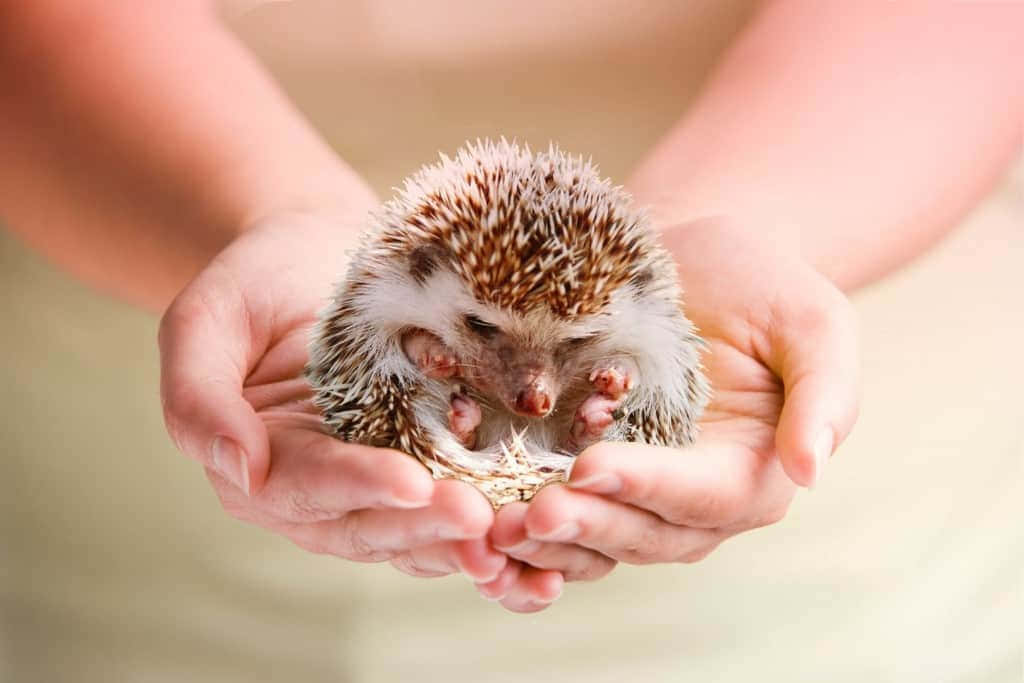 動物 桌布 壁紙 — 一隻帶有棕色和白色刺的小刺蝟在捧著小草窩的人類手掌中平靜地休息。