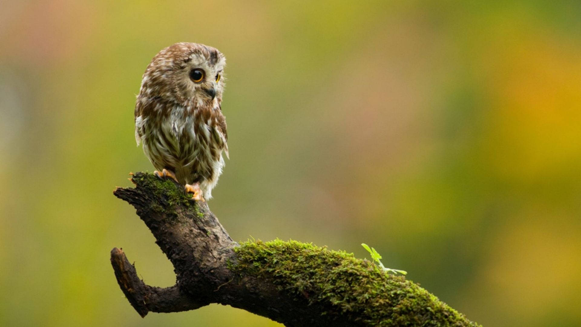 Baby Owl 桌布 壁紙 — 一隻帶有棕色和白色羽毛的小貓頭鷹警覺地棲息在長滿苔蘚的樹枝上，背景是柔和模糊的森林。