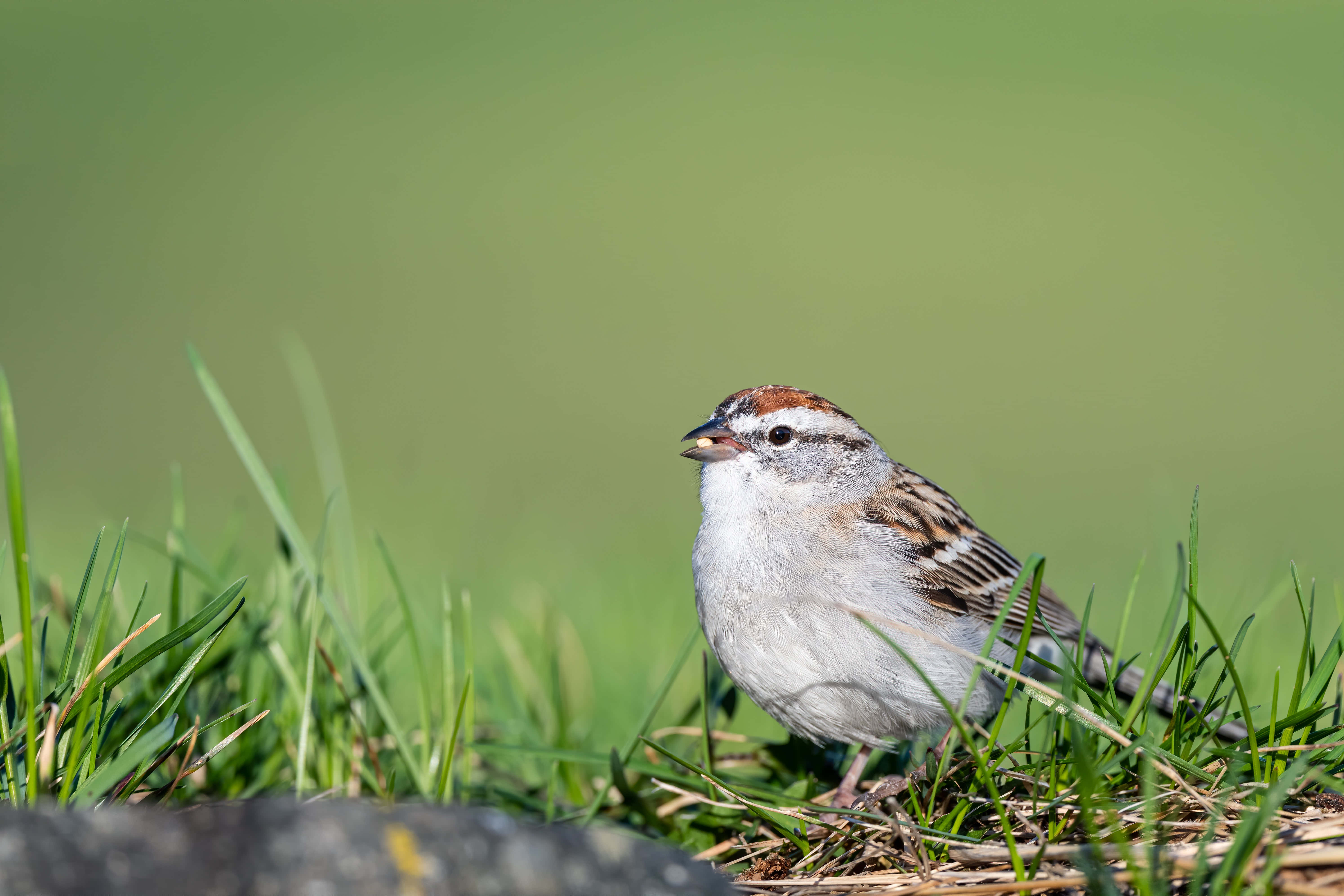 sparrow 桌布 壁紙 — 一隻帶有棕色和白色羽毛的小麻雀在柔和日光下警覺地棲息在充滿活力的綠草中。