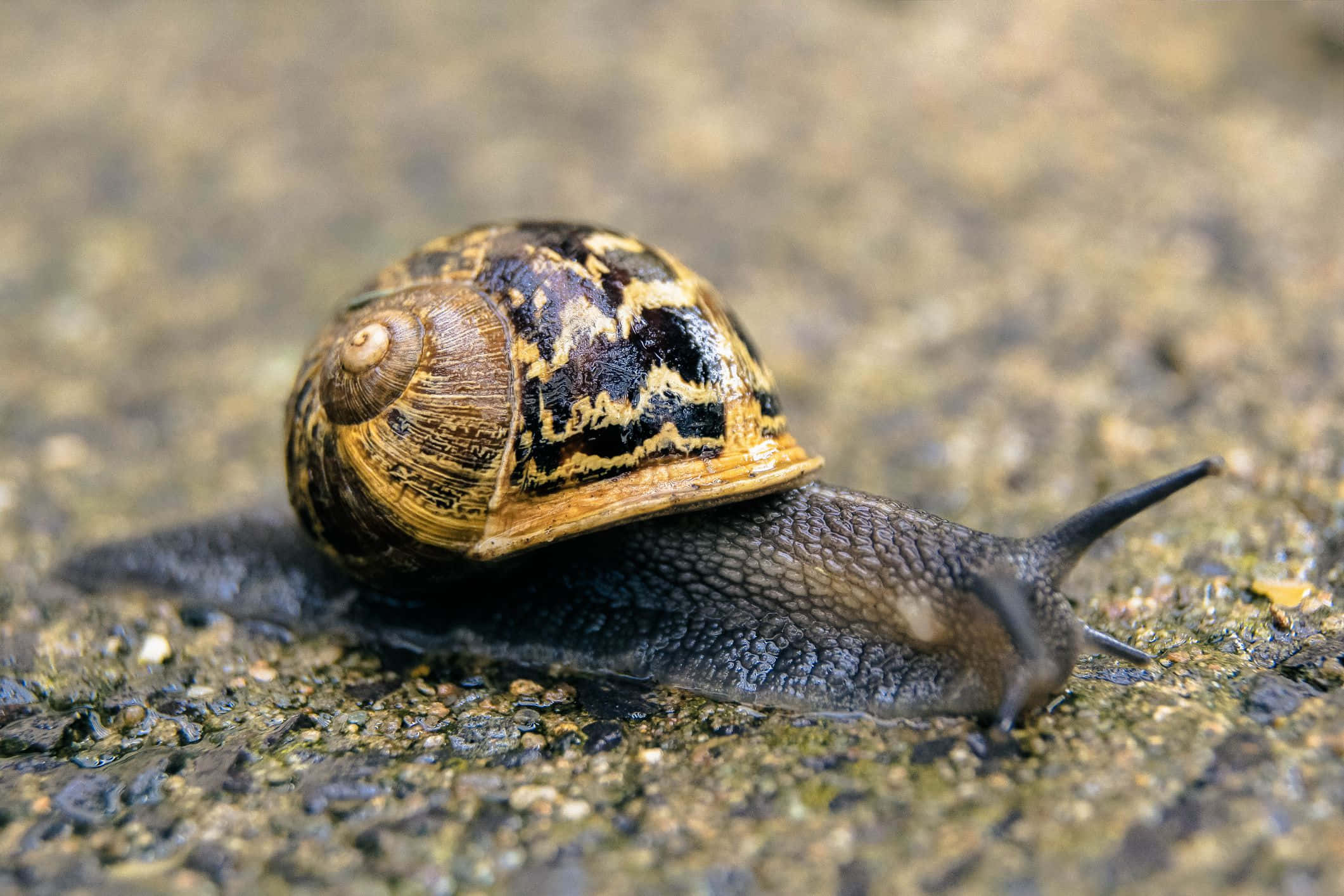 Snail 桌布 壁紙 — 一隻帶有棕色和黑色圖案殼的蝸牛在潮濕、有紋理的石頭表面上緩慢爬行的特寫照片。
