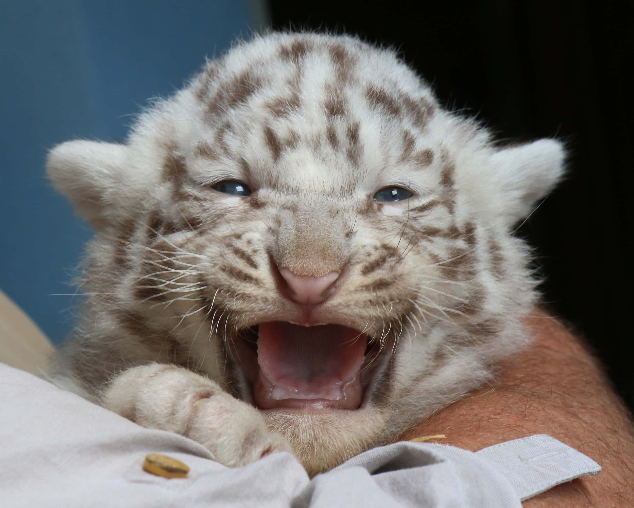 Baby Tiger 桌布 壁紙 — 一隻帶有棕色條紋的白色老虎寶寶在人的手臂上休息打哈欠的特寫。