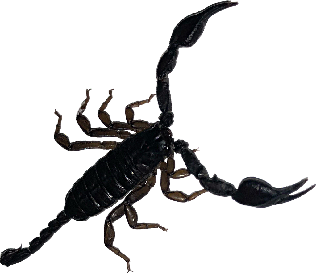 scorpion 桌布 壁紙 — 一隻帶有棕色腿的光澤黑色蠍子，在純黑背景上擺出姿勢。
