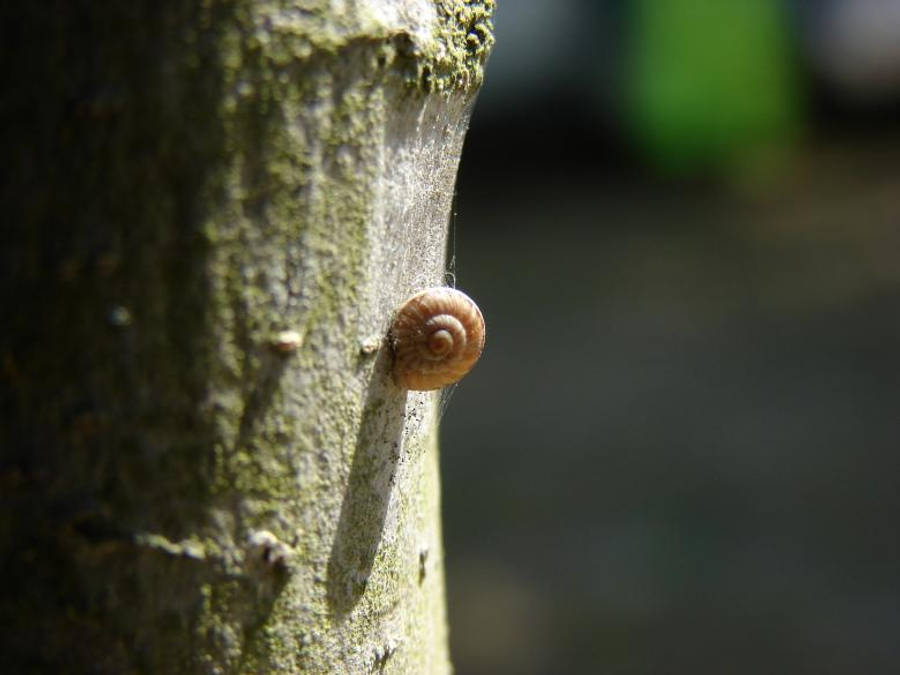 Snail 桌布 壁紙 — 一隻帶有棕色螺旋殼的小蝸牛，在柔和日光中緊貼在粗糙的樹幹樹皮上。