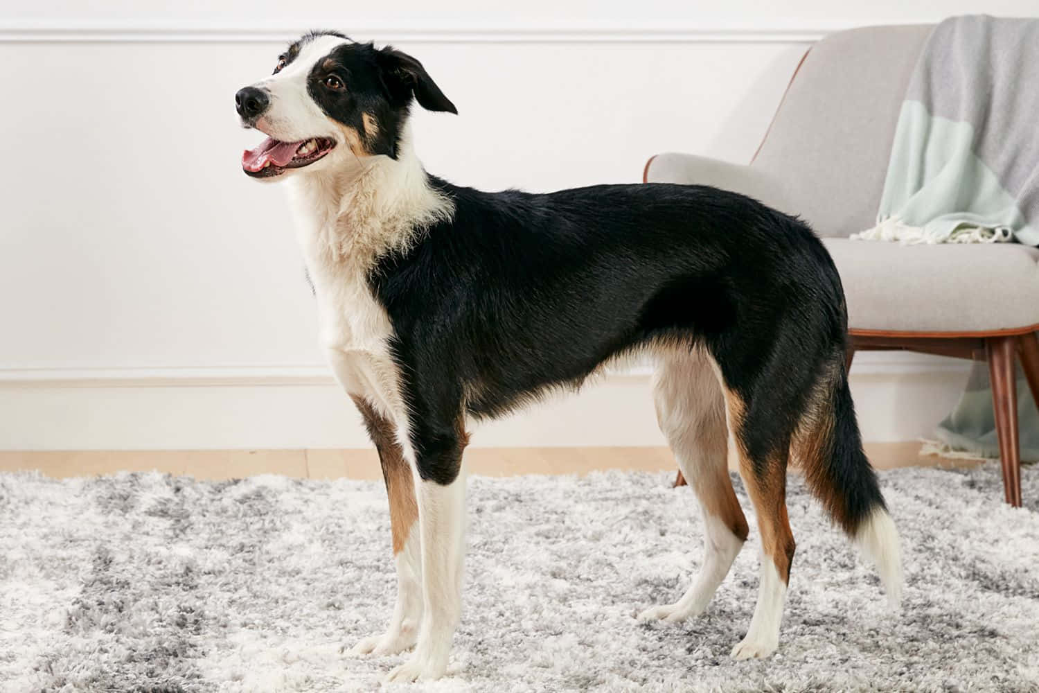 border collie 桌布 壁紙 — 一隻帶有棕褐色斑紋的黑白邊境牧羊犬警覺地站在明亮現代客廳的蓬鬆灰色地毯上。