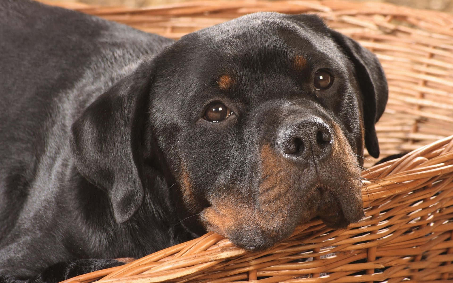 羅威那犬 桌布 壁紙 — 一隻帶有棕褐色斑紋的黑色羅威納犬，將頭擱在編織柳條籃的邊緣。