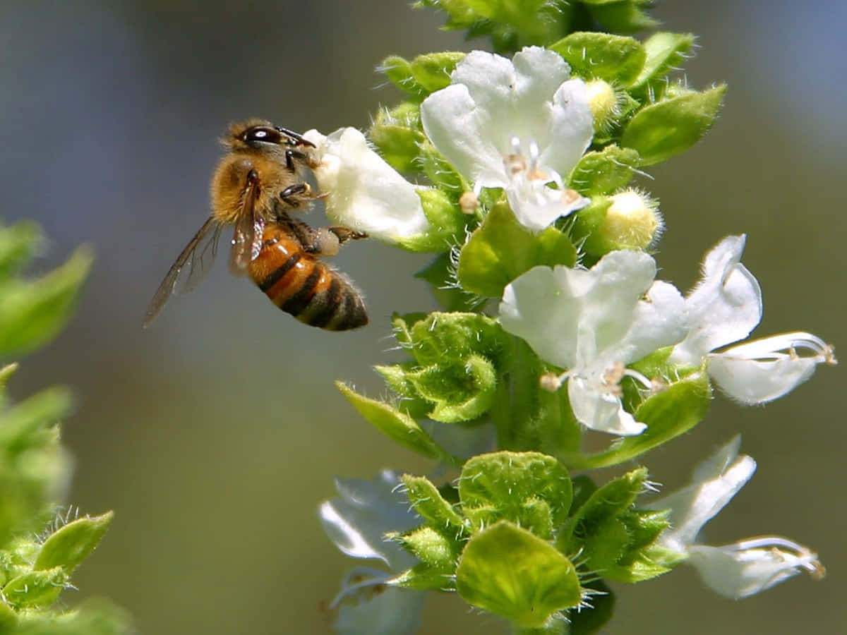 Honey Bee 桌布 壁紙 — 一隻帶有模糊橙色和黑色條紋的蜜蜂在帶有綠色花蕾的嬌嫩白色花朵附近盤旋。