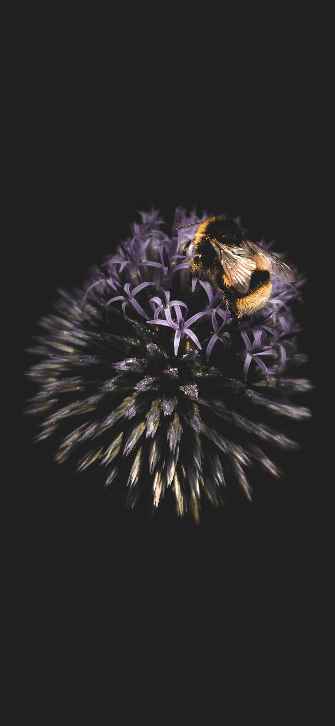 bees 桌布 壁紙 — 一隻帶有模糊黃黑條紋的大黃蜂棲息在帶刺的紫色薊花上，背景為純黑色。