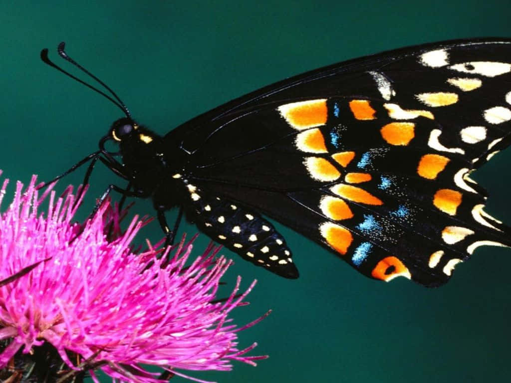 Emerging Butterfly 桌布 壁紙 — 一隻帶有橙色、藍色和白色斑點的黑色蝴蝶，輕盈地停在一朵亮粉紅色的薊花上，背景是藍綠色。