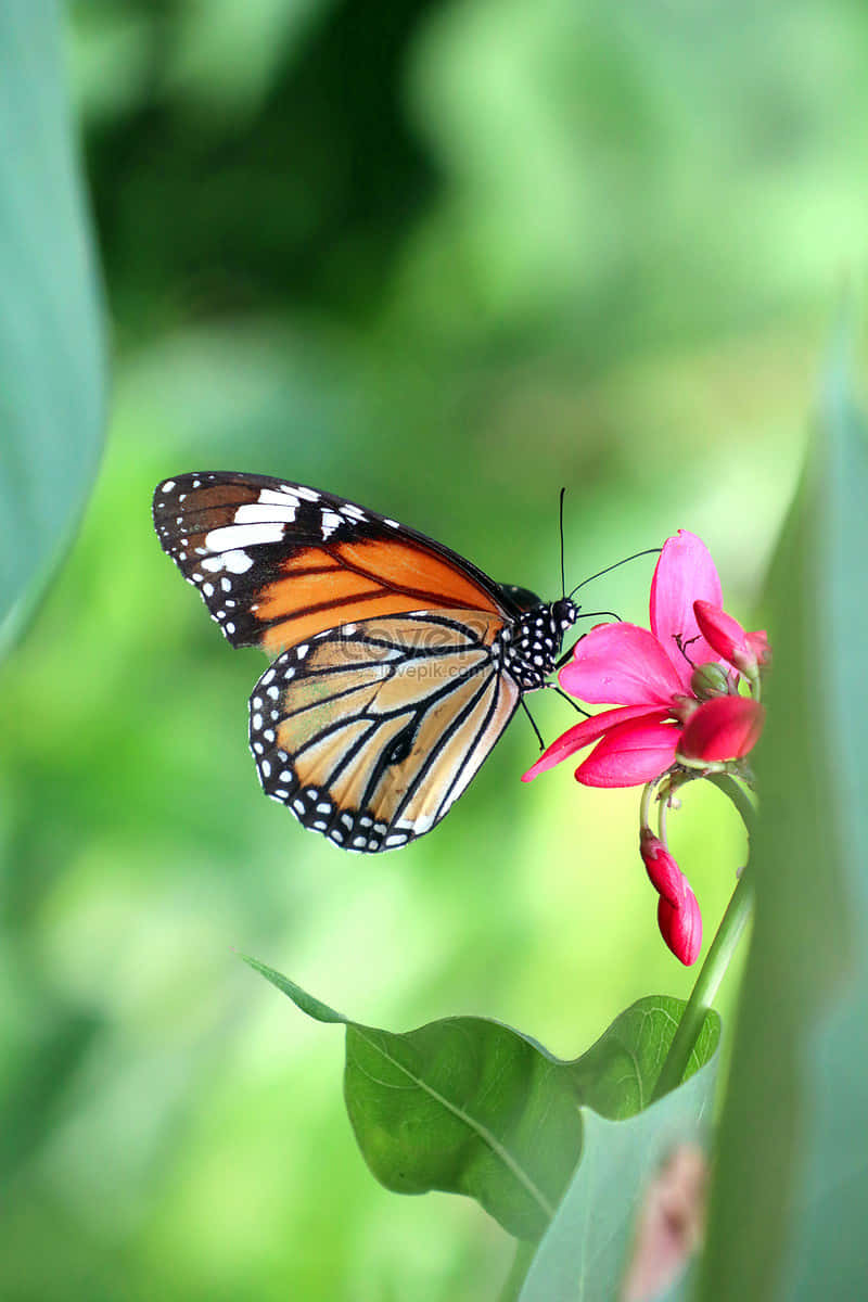 Real Butterfly 桌布 壁紙 — 一隻帶有橙色、黑色和白色翅膀的帝王斑蝶，輕輕地棲息在一朵鮮豔的粉紅色花朵上，背景是柔和的綠色模糊。