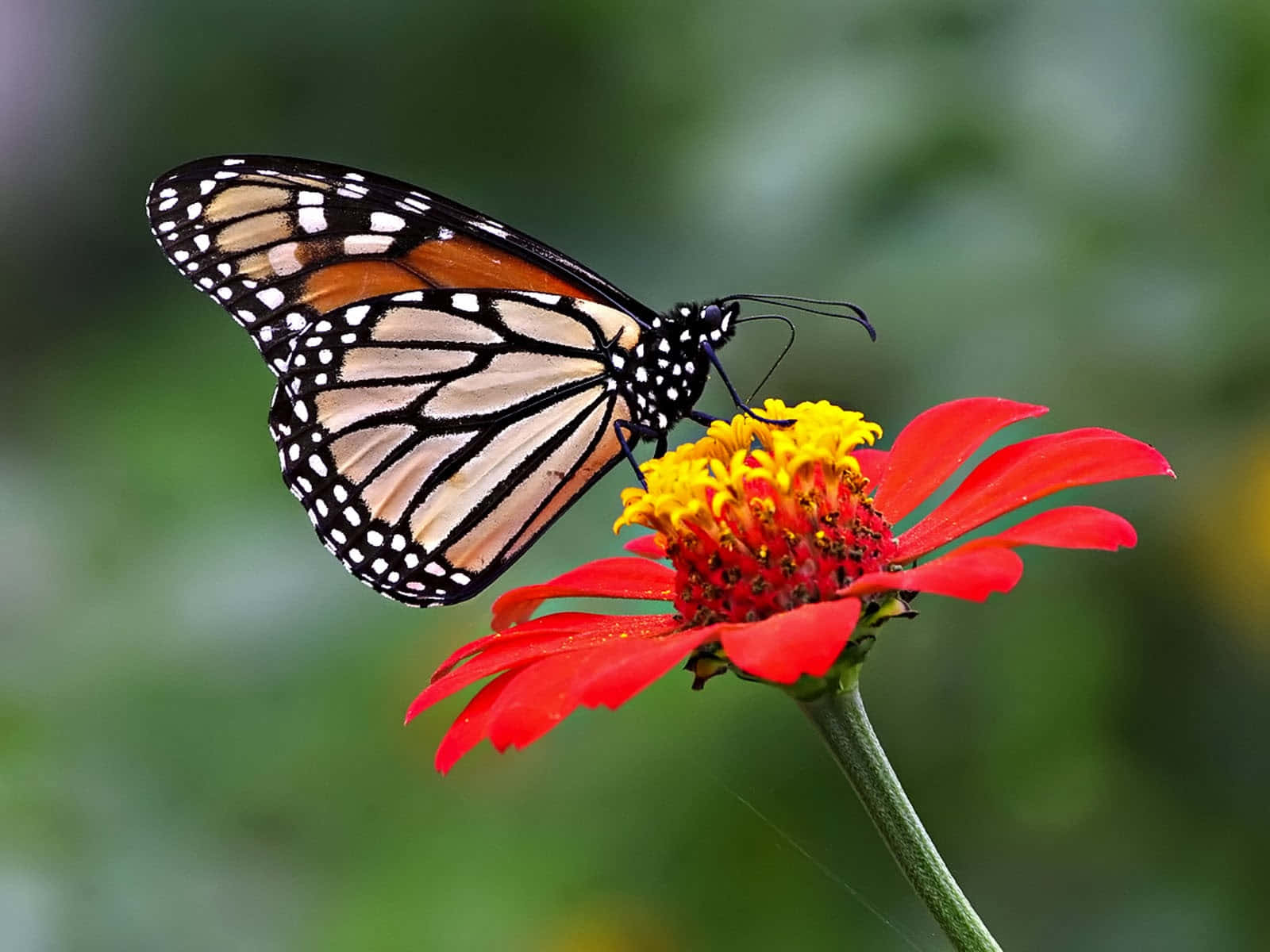 Butterfly Photos 桌布 壁紙 — 一隻帶有橙色、黑色和白色翅膀的帝王蝶，輕輕停在一朵帶有黃色中心的鮮紅色百日菊上。