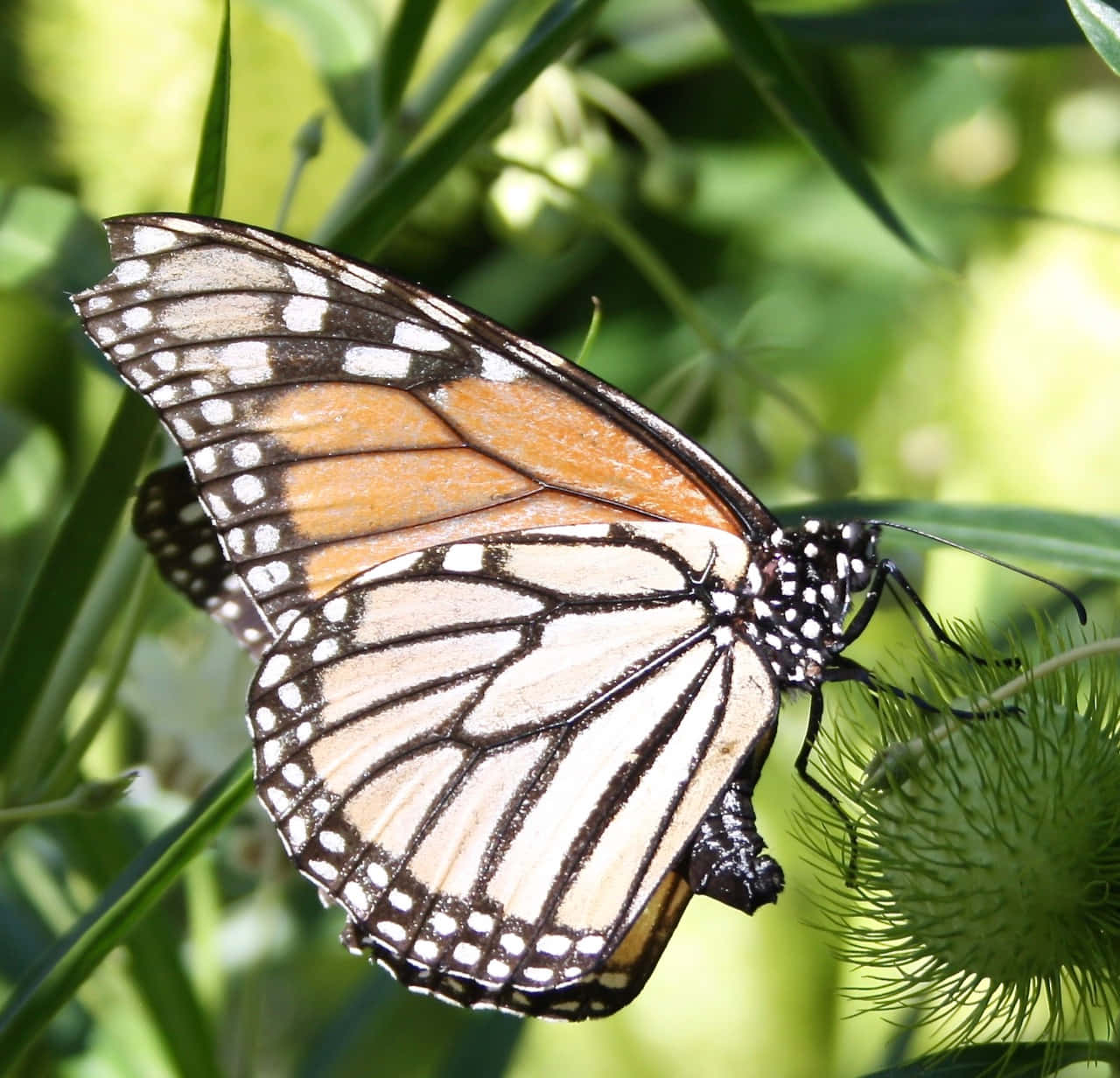 Butterfly Profile 桌布 壁紙 — 一隻帶有橙色、黑色和白色翅膀的帝王蝶，輕輕地停在一棵綠色多刺的植物上，背景是柔和模糊的綠色。