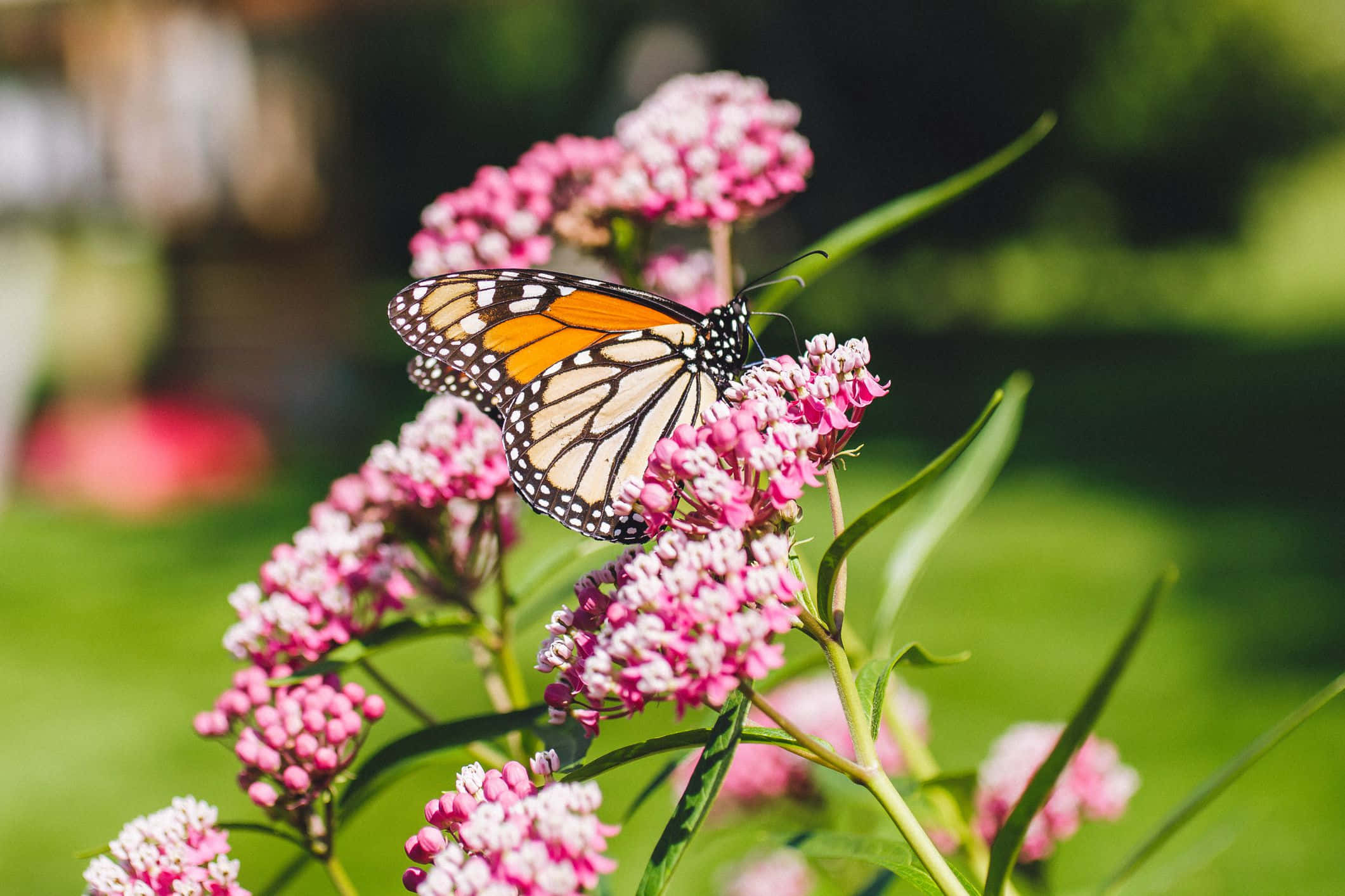 Milkweed 桌布 壁紙 — 一隻帶有橙色、黑色和白色翅膀的帝王斑蝶，在明亮的陽光下，優雅地停在一簇粉紅色馬利筋花上。