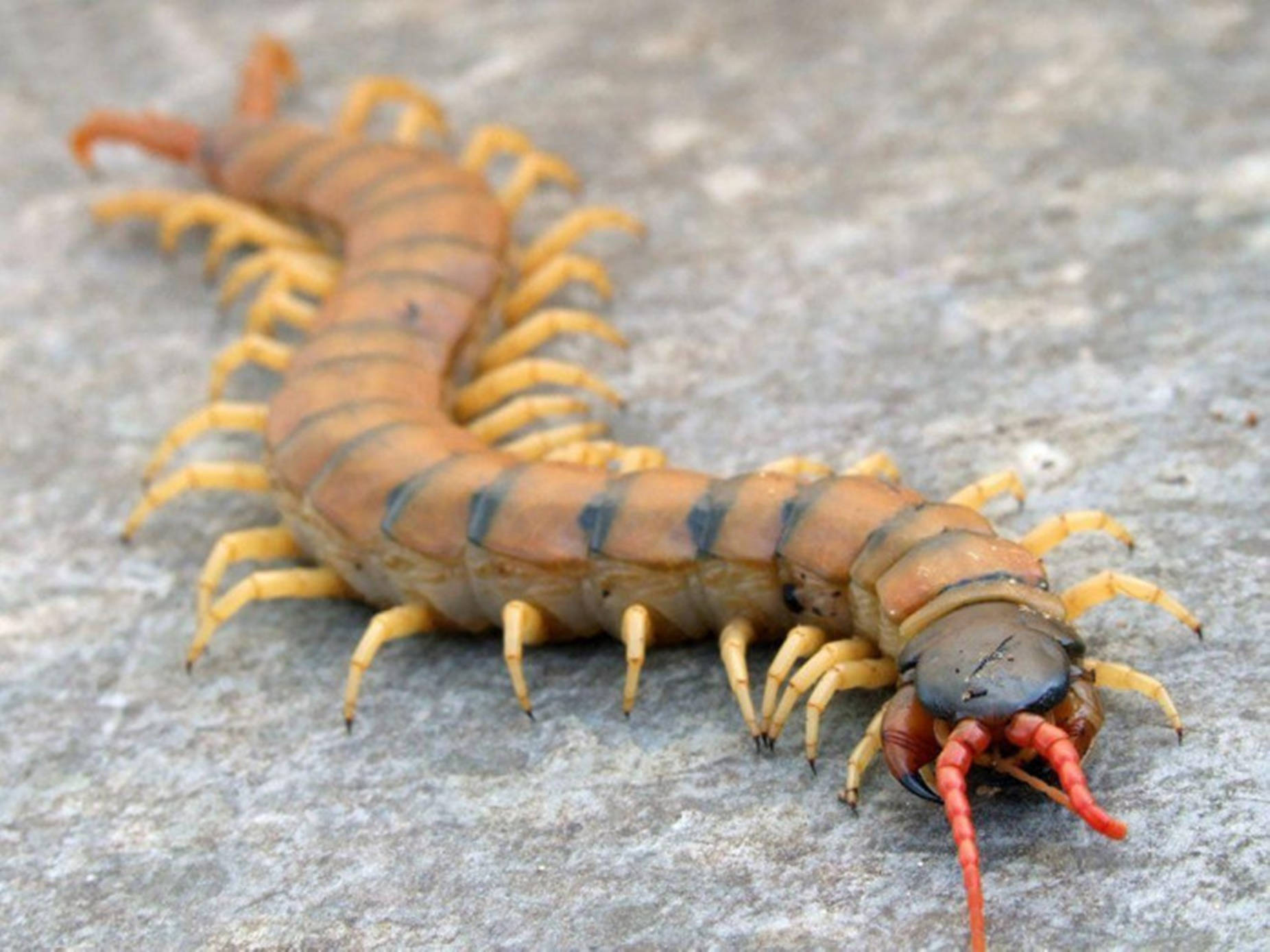 wildlife 桌布 壁紙 — 一隻帶有橙色和黑色節段的蜈蚣在灰色石頭表面上爬行的特寫照片。