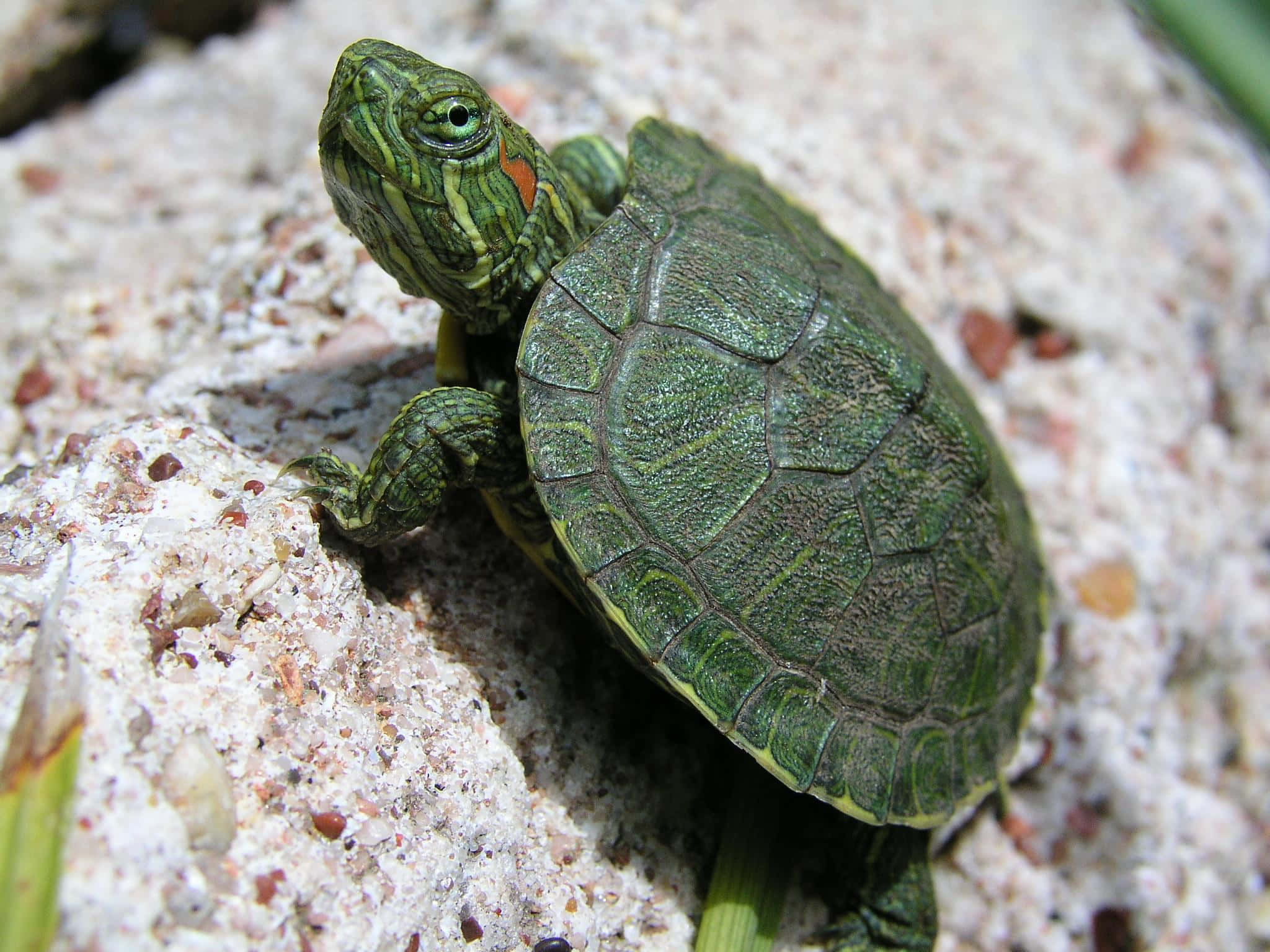 Baby Turtle 桌布 壁紙 — 一隻帶有橙色斑紋的小綠龜在質感沙岩表面上休息。