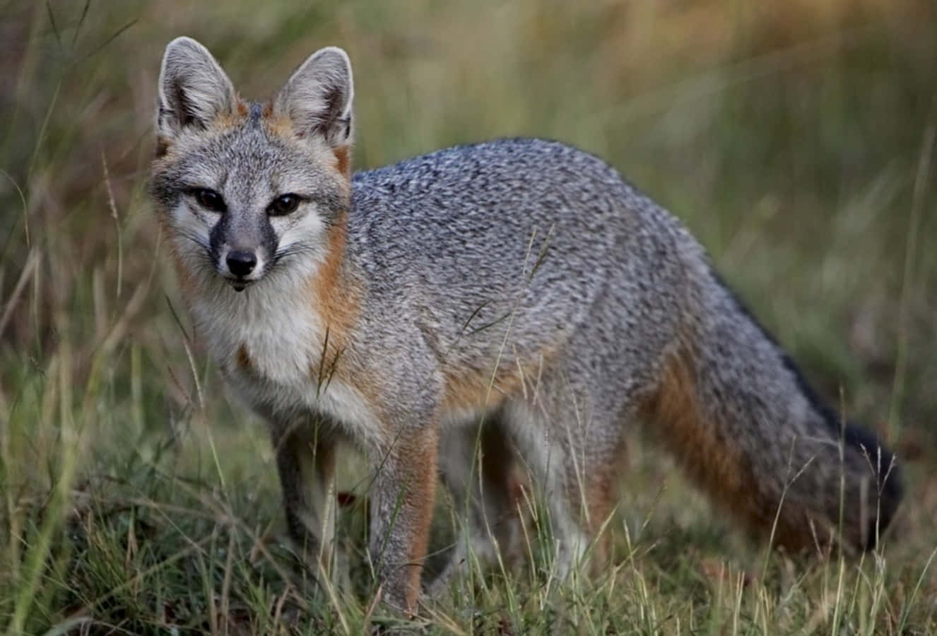 Gray Fox 桌布 壁紙 — 一隻帶有橙色斑紋的灰狐在高高的草叢中警覺地站立，眼睛鎖定觀眾，處於自然棲息地。