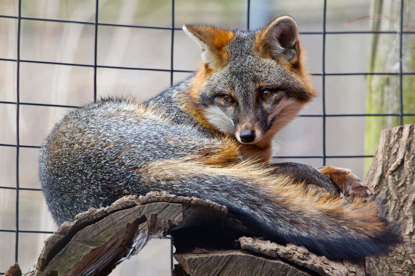 Gray Fox 桌布 壁紙 — 一隻帶有橙色斑紋的灰狐警覺地棲息在鐵絲網後一個風化的樹樁上。