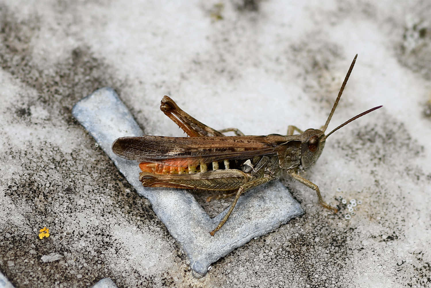 Grasshopper 桌布 壁紙 — 一隻帶有橙色斑紋的褐色蚱蜢在灰色石面上休息的特寫照片。